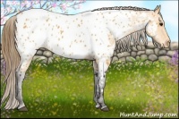 Horse Color:Buckskin Sabino Near Leopard 