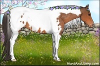 Horse Color:Bay Tobiano Appaloosa 