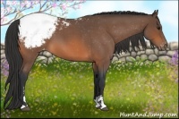 Horse Color:Bay Roan Sabino Snowcap 