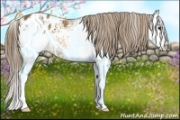 Horse Color:White Spotted Buckskin Splash Appaloosa 