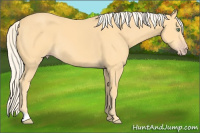 Horse Color:Gold Cream Champagne 