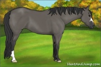 Horse Color:Grullo 
