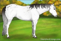 Horse Color:Gray White Spotted Buckskin Appaloosa