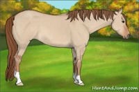 Horse Color:Red Dun 