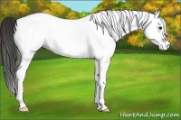 Horse Color:White Spotted Bay Varnish 