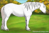 Horse Color:Gray White Spotted Gold Champagne Splash 