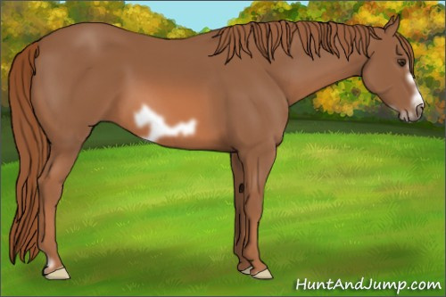 Horse Color: Liver Chestnut Frame 