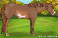 Horse Color:Liver Chestnut Frame 