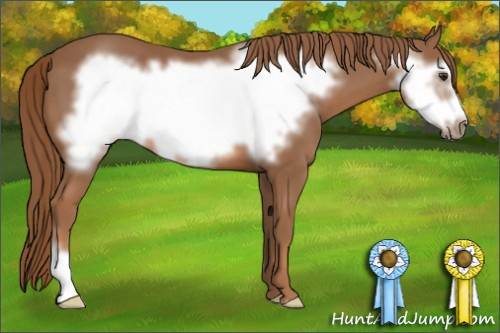 Horse Color: Liver Chestnut Frame 