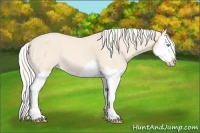 Horse Color:Cremello Splash 