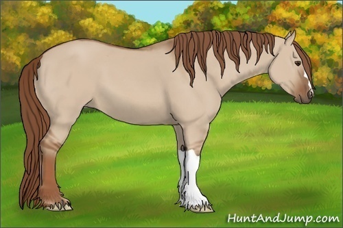 Horse Color: Red Dun 
