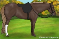 Horse Color:Liver Chestnut 