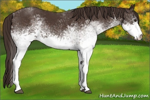 Horse Color: White Spotted Liver Chestnut 