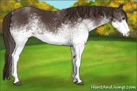 Horse Color:White Spotted Liver Chestnut 