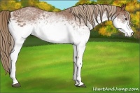 Horse Color:White Spotted Chestnut 