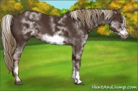 Horse Color:White Spotted Liver Chestnut Frame 