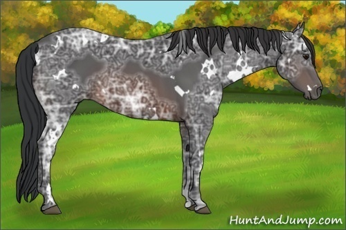 Horse Color: Unknown 
