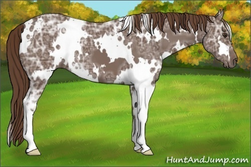 Horse Color: Unknown 