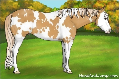 Horse Color: White Spotted Palomino Splash 
