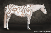 Horse Color:Liver Red Roan Splash Appaloosa 