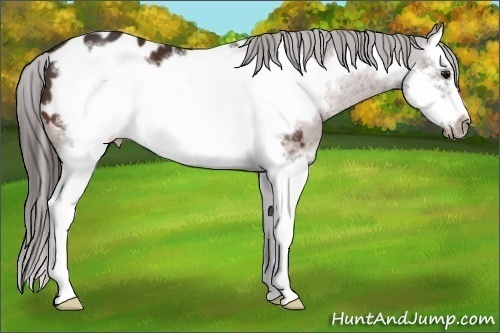 Horse Color:Bay Splash Frame Appaloosa 