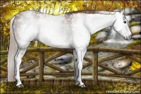 Horse Color:Gray White Spotted Chestnut Ice 