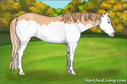 Horse Color: Gold Champagne Splash 
