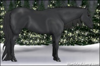 Horse Color:Black 