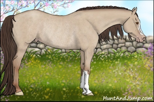 Horse Color: Classic Champagne Roan Dun Rabicano 