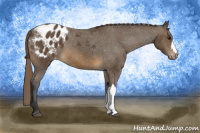 Horse Color:Buckskin Blanket 
