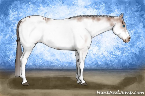 Horse Color: White Spotted Bay Frame Blanket 