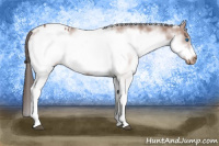 Horse Color:White Spotted Bay Frame Appaloosa