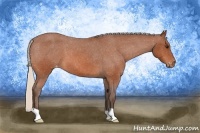 Horse Color:Silver Bay Roan Appaloosa 