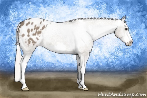 Horse Color: Silver Grullo Roan Splash Frame Blanket 