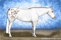 Horse Color:Silver Grullo Roan Splash Frame Appaloosa