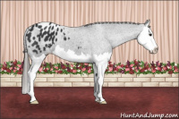 Horse Color:Black Splash Appaloosa 