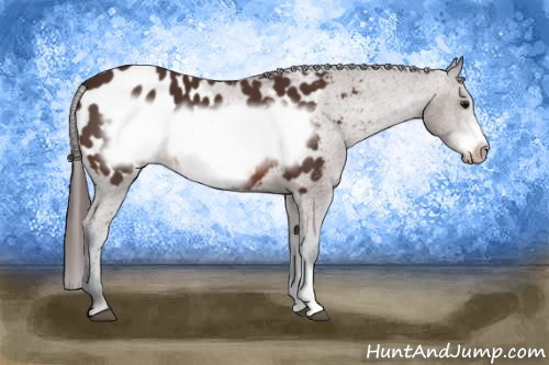 Horse Color: Brown Frame Blanket 