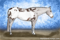 Horse Color:Brown Frame Appaloosa 
