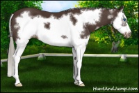 Horse Color:Liver Chestnut Sabino Splash Frame 