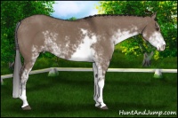 Horse Color:Liver Red Dun Sabino 
