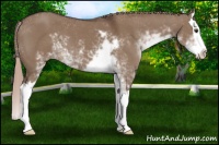 Horse Color:Liver Red Dun Sabino Splash 