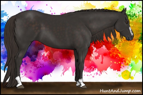 Horse Color: Liver Chestnut Sabino 