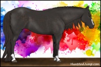 Horse Color:Liver Chestnut Sabino 