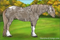 Horse Color:Chocolate Palomino Ice Tobiano 