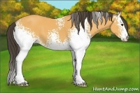 Horse Color:White Spotted Buckskin 
