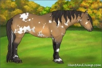 Horse Color:White Spotted Buckskin
