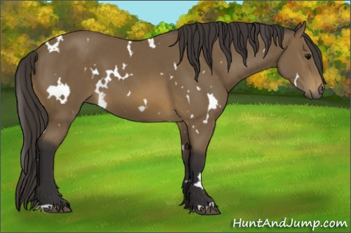 Horse Color: White Spotted Buckskin 