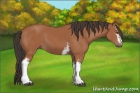 Horse Color:White Spotted Bay 