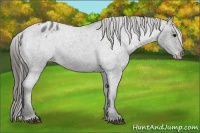 Horse Color:Blue Roan Varnish 