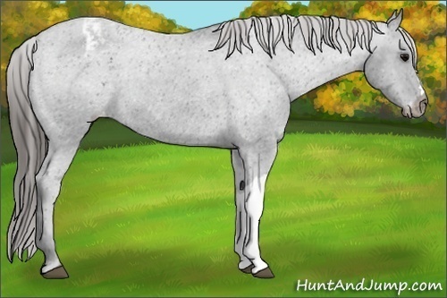 Horse Color: Black Varnish 
